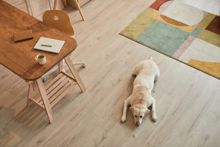 Warm,Toned,High,Angle,View,At,White,Labrador,Dog,Lying